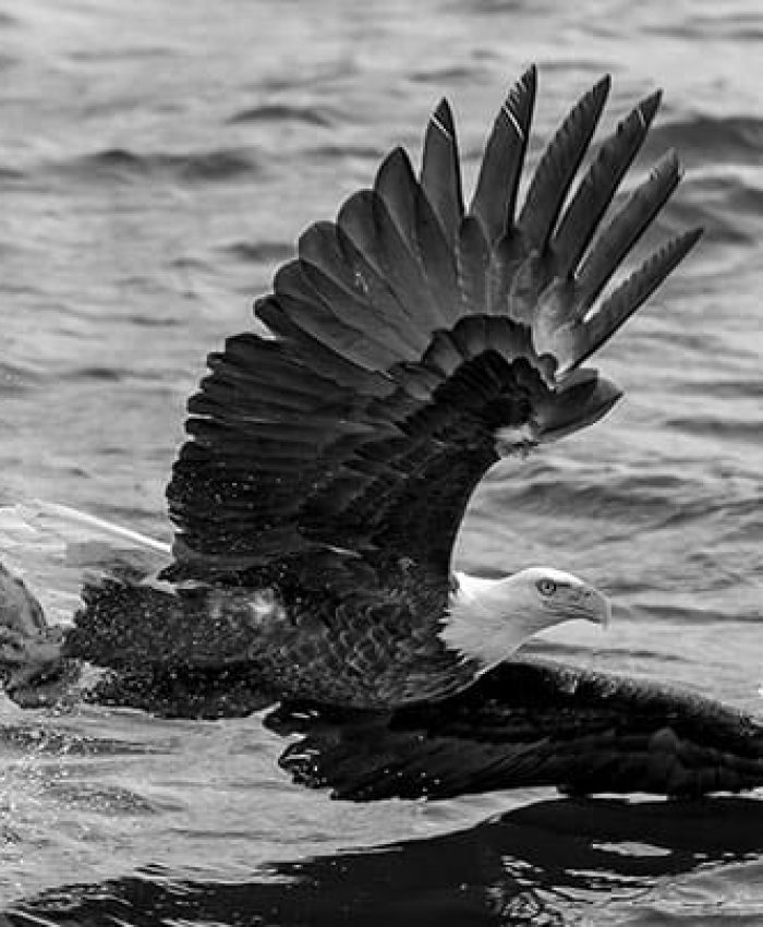 Essential Photography: Teleconverters for Wildlife